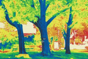 木の赤外線写真
